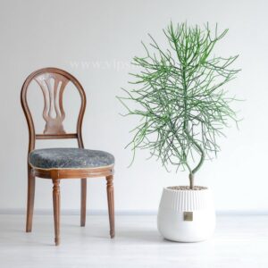 خرید گلدان آپارتمانی افوربیا تیروکالی