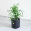 افوربیا تیروکالی از هر جهت و نما زیبا است.