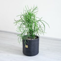 افوربیا تیروکالی از هر جهت و نما زیبا است.