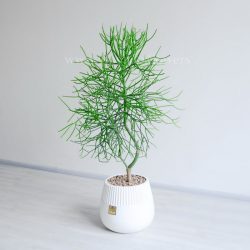 افوربیا تیروکالی