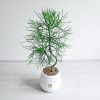 خرید افوربیا تیروکالی