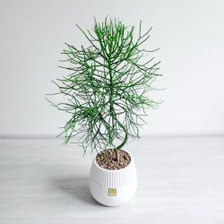 خرید افوربیا تیروکالی