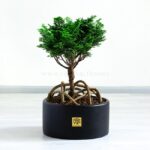 بونسای کاج نانا