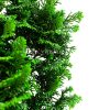 گیاه بونسای کاج نانا در روی میز