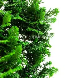 گیاه بونسای کاج نانا در روی میز