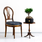 گیاه آپارتمانی بونسای کاج نانا