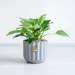 خرید فیلودندرون برکین به صورت آنلاین