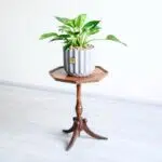 گلدان آپارتمانی فیلودندرون برکین ابلق - Image 4
