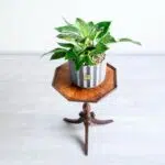 گلدان آپارتمانی فیلودندرون برکین ابلق - Image 5