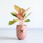 برگ های صورتی و زیبای گلدان آپارتمانی آگلونما صورتی