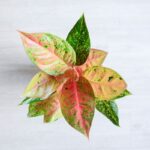 گلدان آپارتمانی آگلونما صورتی روی میز