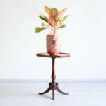 گلدان آپارتمانی آگلونما صورتی روی میز از زاویه کنار