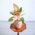 گلدان آپارتمانی آگلونما صورتی روی میز با گلدان صورتی