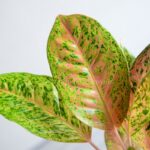 برگ های گلدان آپارتمانی آگلونما صورتی