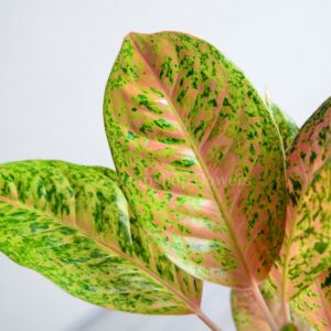 برگ های گلدان آپارتمانی آگلونما صورتی