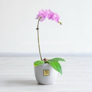 گلدان ارکیده تک شاخه زیباست.