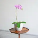 ابعاد گلدان ارکیده تک شاخه مناسب است.
