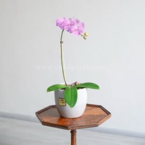 ابعاد گلدان ارکیده تک شاخه مناسب است.