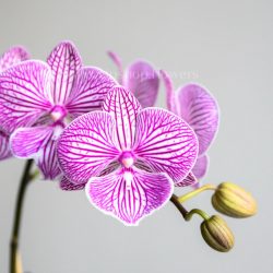 ارکیده تک شاخه قشنگ است.