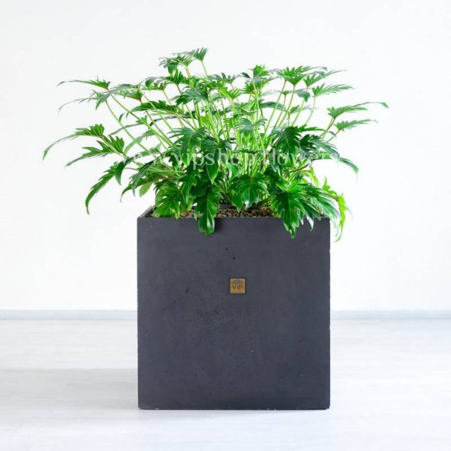 گیاه آپارتمانی فیلودندرون زانادوا با گلدانی استثنایی