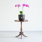 ارکیده صورتی رگه دار دوشاخه دیزاین منزل شمارا زیباتر می‌کند.