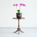 ارکیده صورتی رگه دار دوشاخه دیزاین منزل شمارا زیباتر می‌کند.