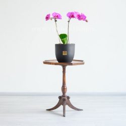 ارکیده صورتی رگه دار دوشاخه دیزاین منزل شمارا زیباتر می‌کند.