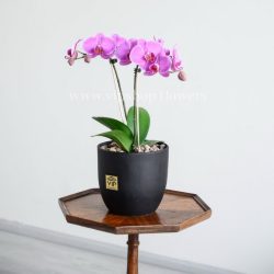 ارکیده صورتی رگه دار دو شاخه از هر نمایی زیبا است.