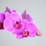 ارکیده صورتی رگه دار دوشاخه ظاهری شگفت انگیز دارد.