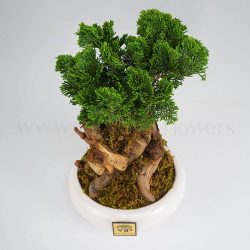 بونسای کاج نانا پر طرفدار است.