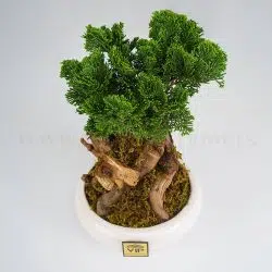 بونسای کاج نانا پر طرفدار است.