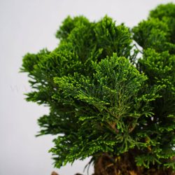 برگ های بونسای کاج نانا جالب است.