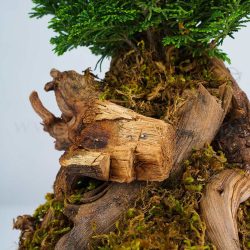 بونسای کاج نانا خاص است.