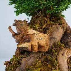 بونسای کاج نانا خاص است.