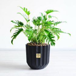 فیلودندرون زانادو کوچک کاربردی است.