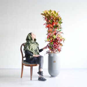 ابعاد گلدان کروتون پرتقالی با گلدان فلزی بزرگ است.