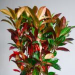 گلدان آپارتمانی کروتون پرتقالی غول پیکر - Image 3