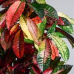 گلدان آپارتمانی کروتون پرتقالی غول پیکر - Image 4