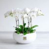 ارکیده سفید 10 شاخه، از گل های زیبا است.