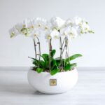 ارکیده سفید 10 شاخه، از گل های زیبا است.