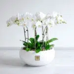 ارکیده سفید 10 شاخه، از گل های زیبا است.
