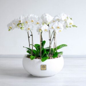 ارکیده سفید 10 شاخه، از گل های زیبا است.