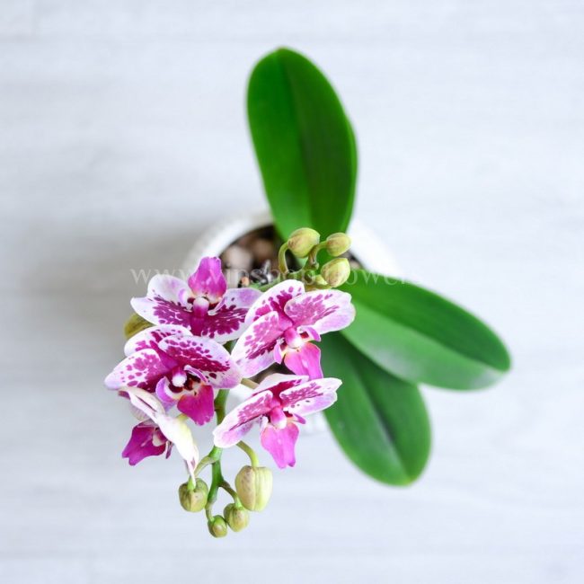 ابعاد ارکیده آلیس مینیاتوری، کوچک و بسیار زیبا است. گل هایی خوش رنگ دارد.