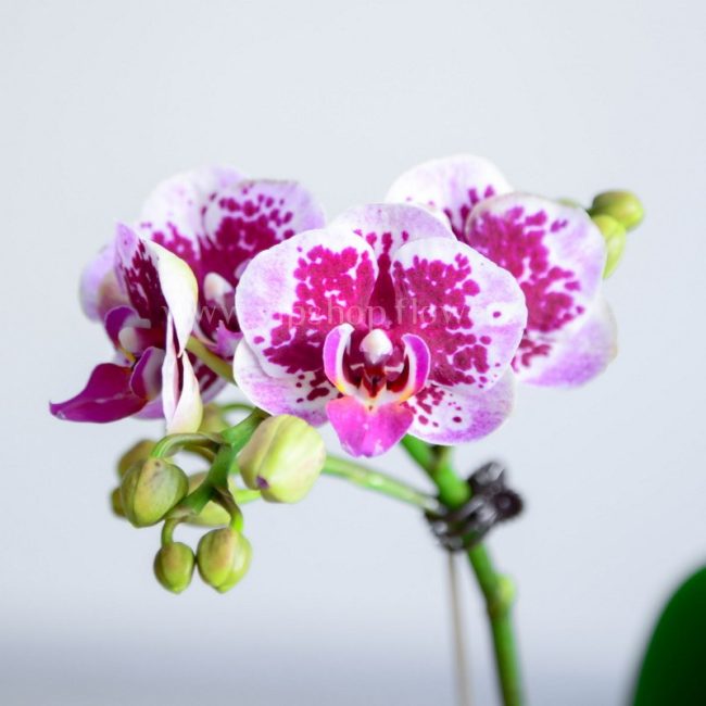 ارکیده آلیس مینیاتوری، گلی زیبا و خاص است.