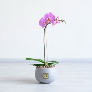 خرید گلدان ارکیده صورتی خال خال یک انتخاب ایده آل است.