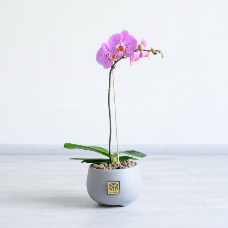 خرید گلدان ارکیده صورتی خال خال یک انتخاب ایده آل است.