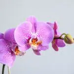 برگ ارکیده صورتی خال خال شیک و مقاوم است.