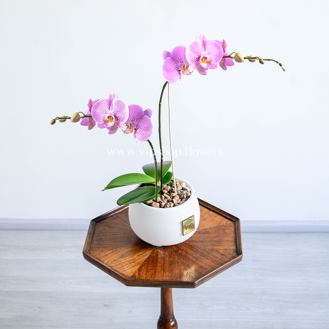 Spotted pink orchid G3