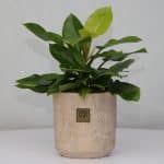 فیلودنردون لیمویی l