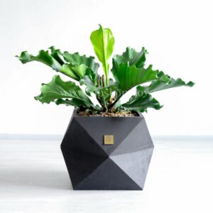 گلدان آپارتمانی آنتوریوم موج عشق با گلدان سرامیکی مشکی